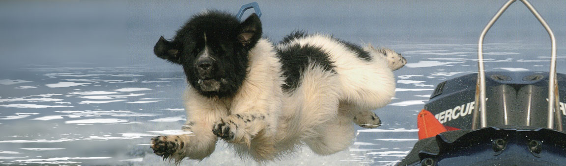 a spectacular jump from a boat